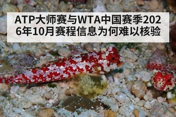 ATP大师赛与WTA中国赛季2026年10月赛程信息为何难以核验